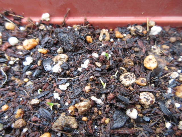 f:id:Lily28:20210530174630j:plain