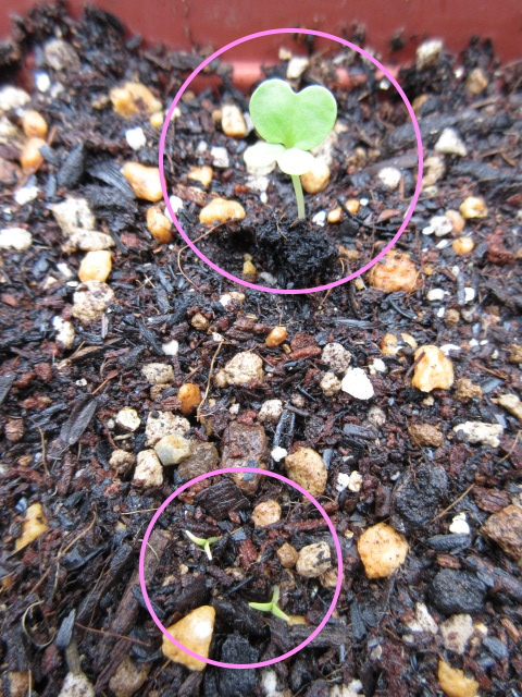 f:id:Lily28:20210530174729j:plain