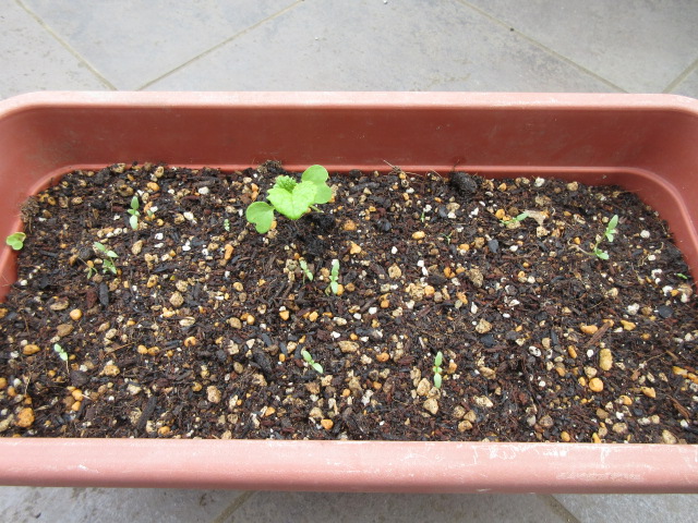 f:id:Lily28:20210530174835j:plain