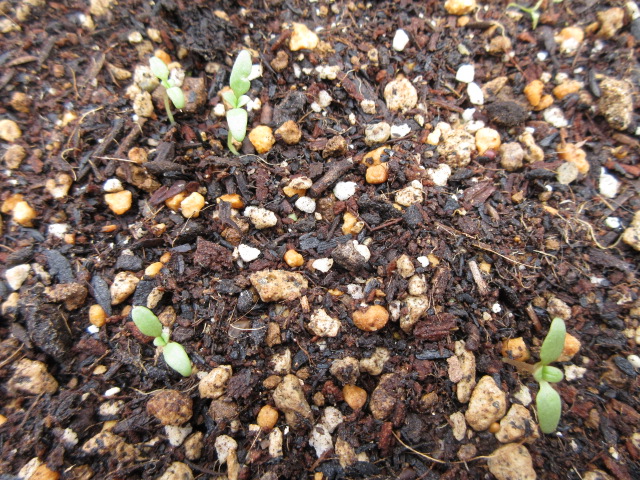 f:id:Lily28:20210530174849j:plain