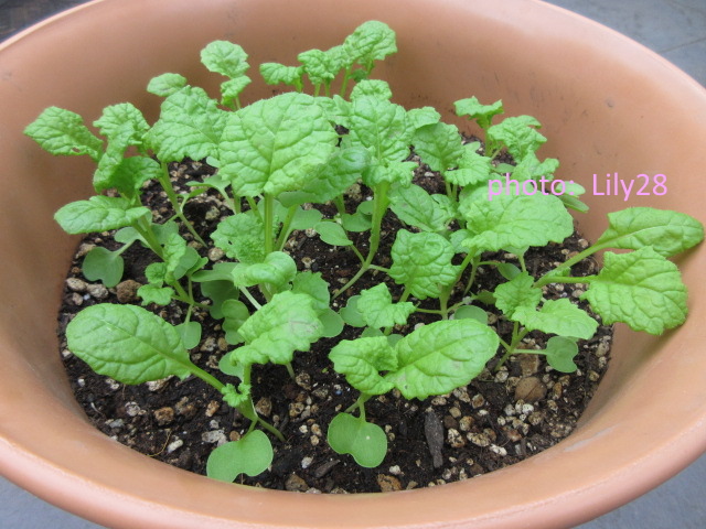 f:id:Lily28:20210530174955j:plain