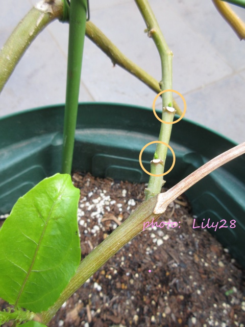 f:id:Lily28:20210613152156j:plain