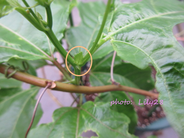 f:id:Lily28:20210613152405j:plain
