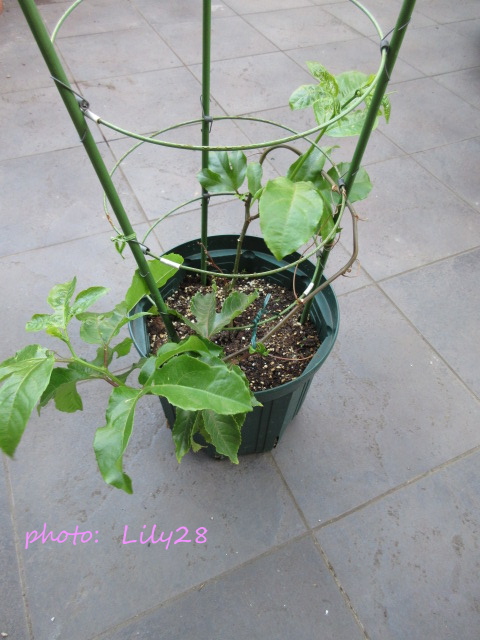 f:id:Lily28:20210613163359j:plain