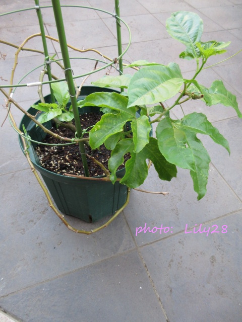 f:id:Lily28:20210613163620j:plain