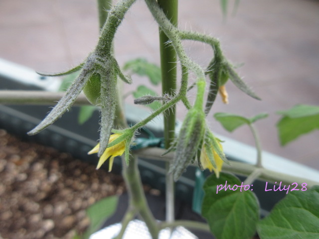 f:id:Lily28:20210620162753j:plain