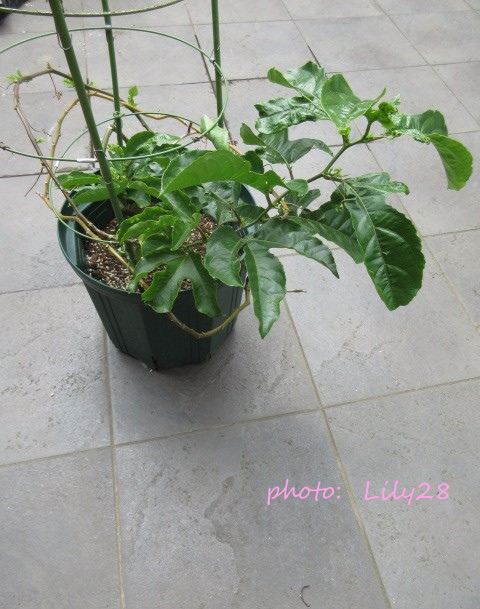 f:id:Lily28:20210714205406j:plain