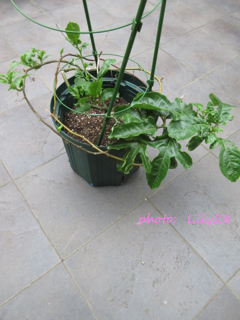 f:id:Lily28:20210714211227j:plain