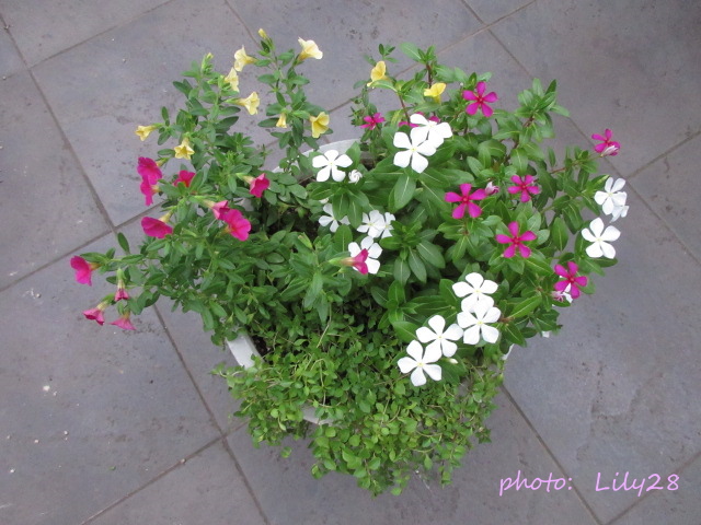 f:id:Lily28:20210912005659j:plain