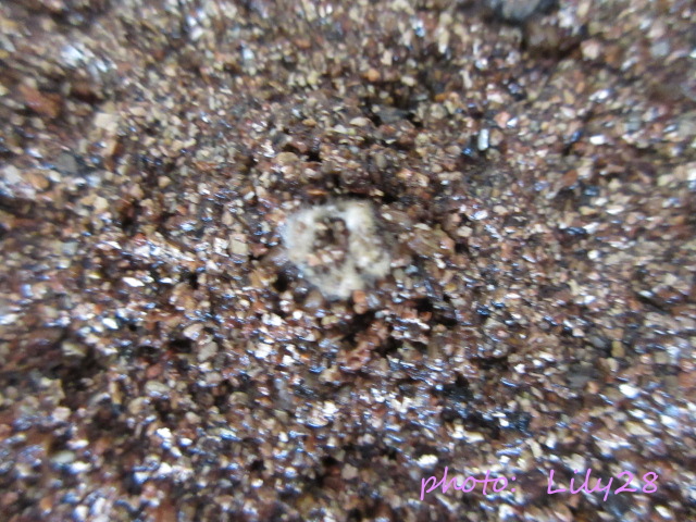 f:id:Lily28:20211103003602j:plain