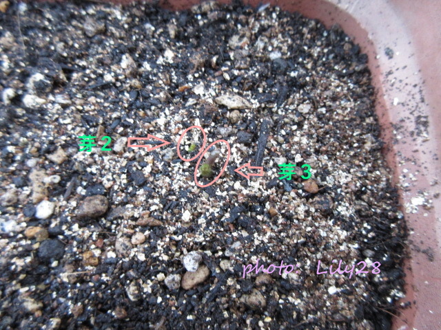 f:id:Lily28:20211103082239j:plain