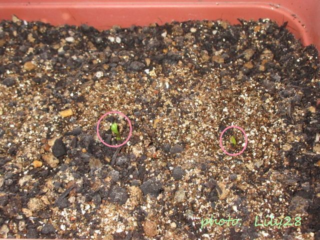 参考例】ラナンキュラス 極小〜中サイズ球根の芽出しの様子