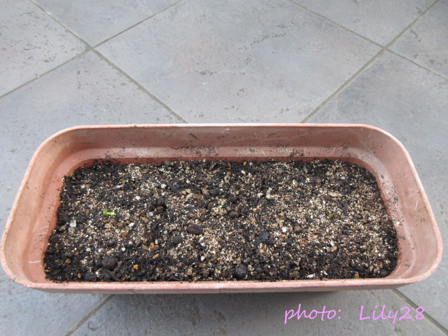 f:id:Lily28:20211103083046j:plain