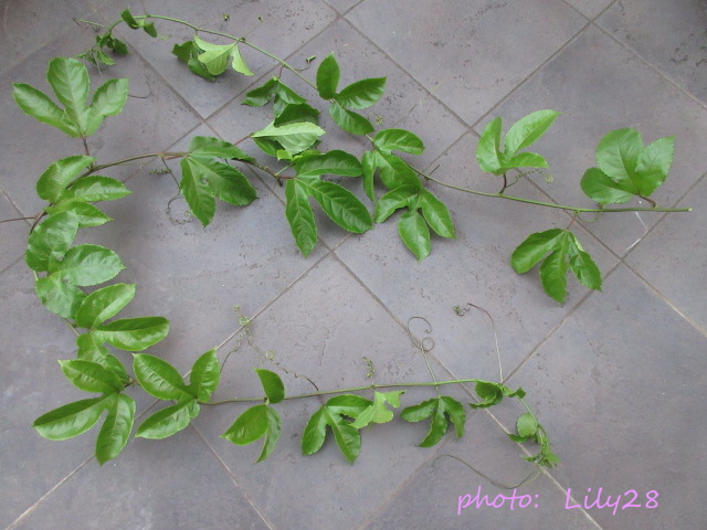 f:id:Lily28:20211114080139j:plain