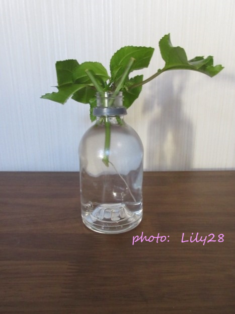 f:id:Lily28:20211114080457j:plain