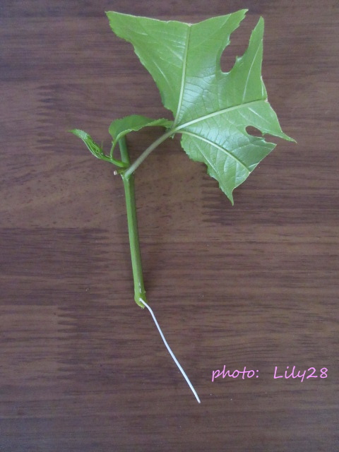 f:id:Lily28:20211114080523j:plain