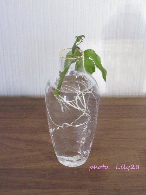 f:id:Lily28:20211114083905j:plain