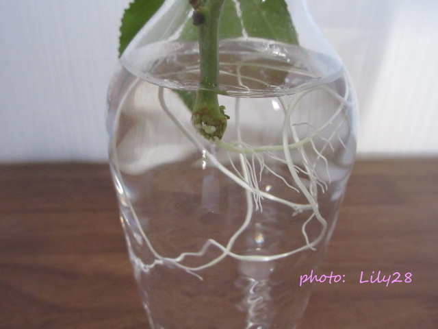 f:id:Lily28:20211114083938j:plain