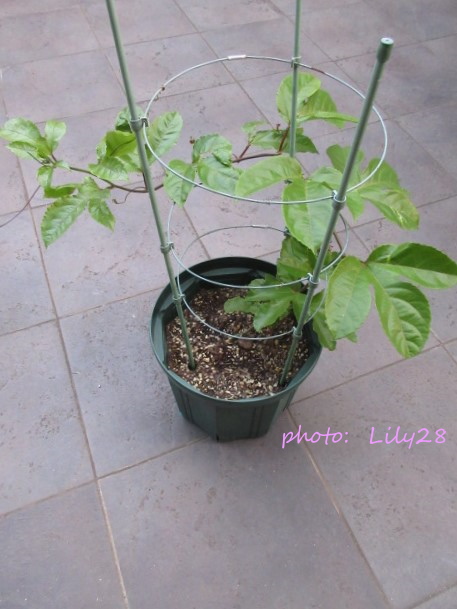 f:id:Lily28:20211114084043j:plain