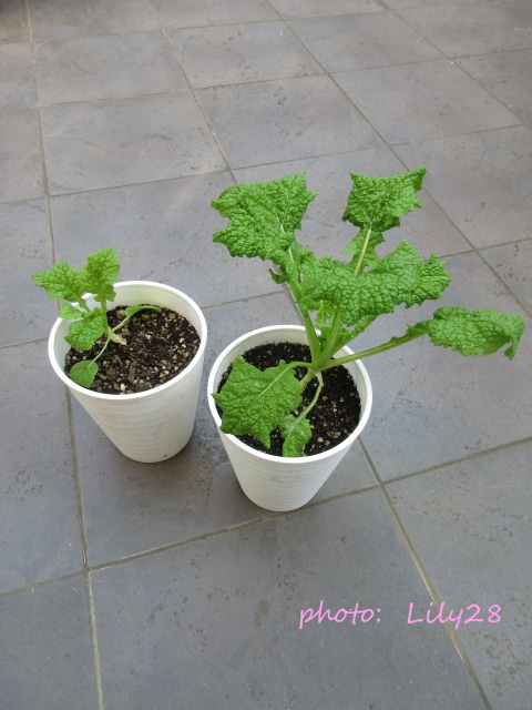 f:id:Lily28:20211203184840j:plain