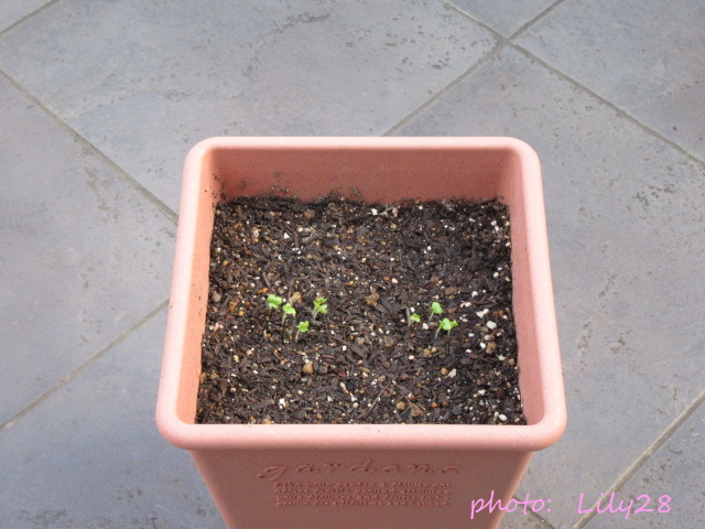 f:id:Lily28:20211203185059j:plain