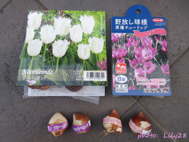 チューリップページ チューリップの寄せ植え ―2021年冬～2022年春の寄せ植え― - 花も団子も