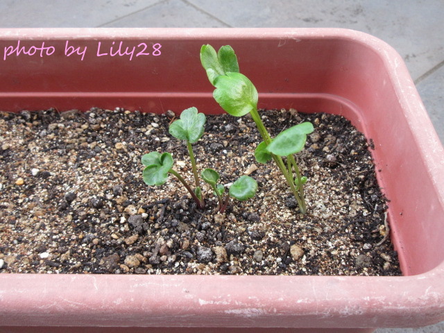 f:id:Lily28:20220120185014j:plain