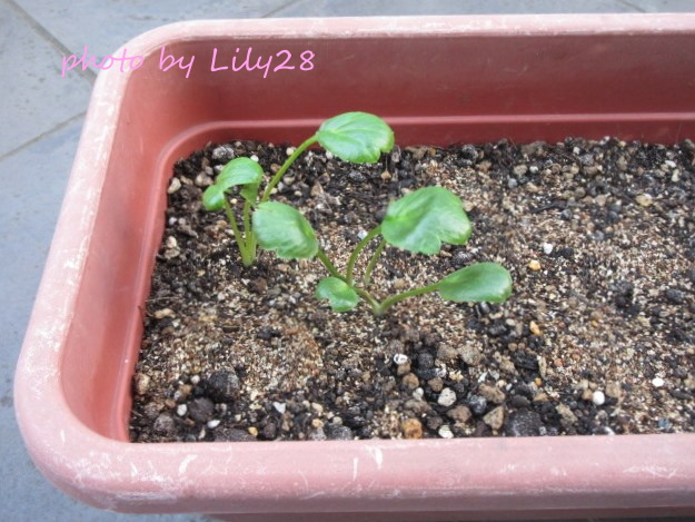 f:id:Lily28:20220120185037j:plain