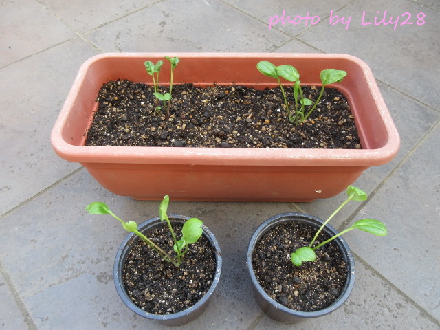 f:id:Lily28:20220120185119j:plain