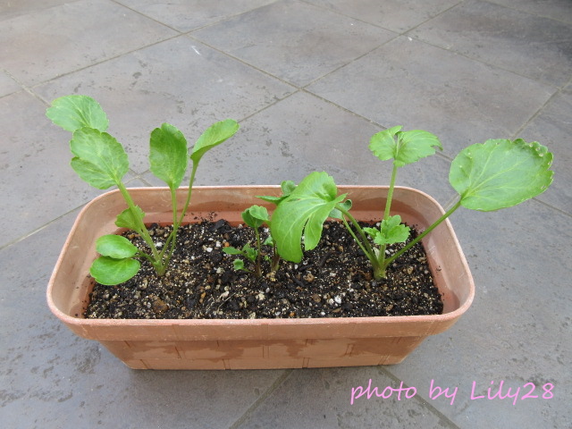 f:id:Lily28:20220120190742j:plain