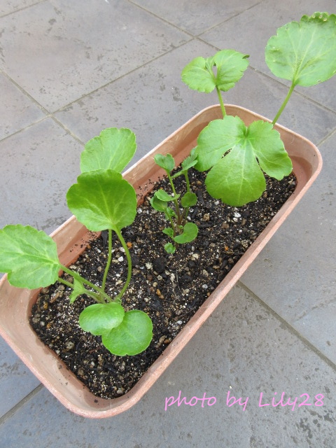 f:id:Lily28:20220120190752j:plain