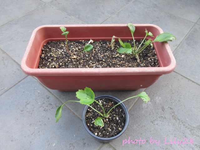 f:id:Lily28:20220120190856j:plain