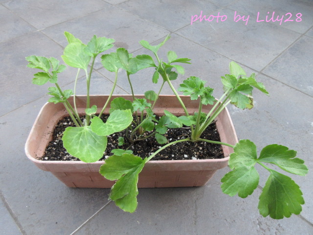 f:id:Lily28:20220120193223j:plain