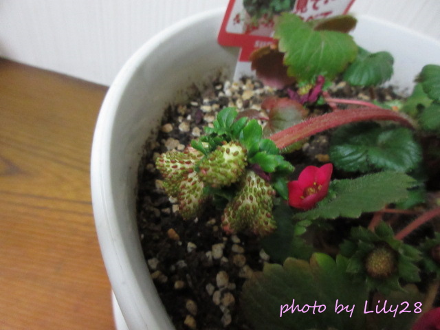 f:id:Lily28:20220123205603j:plain