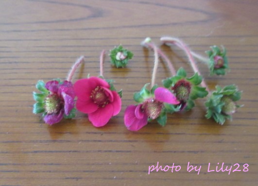 f:id:Lily28:20220123205705j:plain