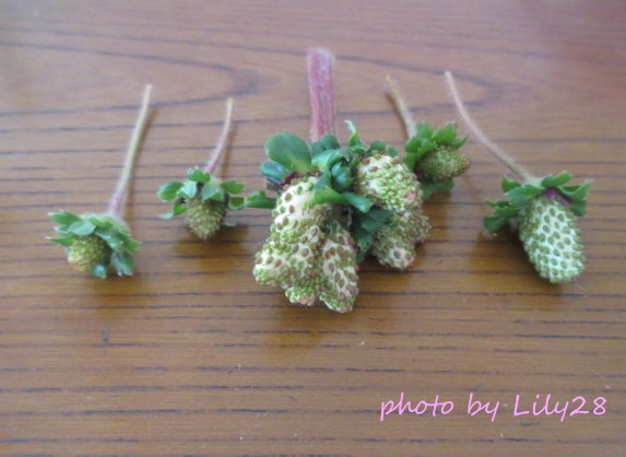f:id:Lily28:20220123205808j:plain
