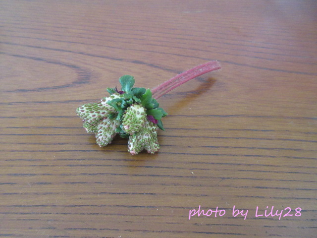 f:id:Lily28:20220123205836j:plain