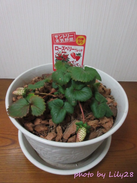 f:id:Lily28:20220123224001j:plain