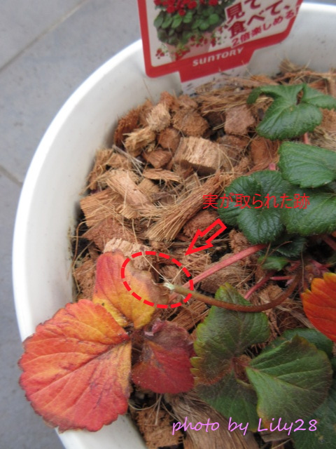 f:id:Lily28:20220213205257j:plain