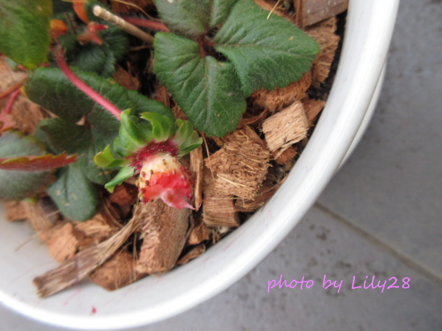 f:id:Lily28:20220213205318j:plain