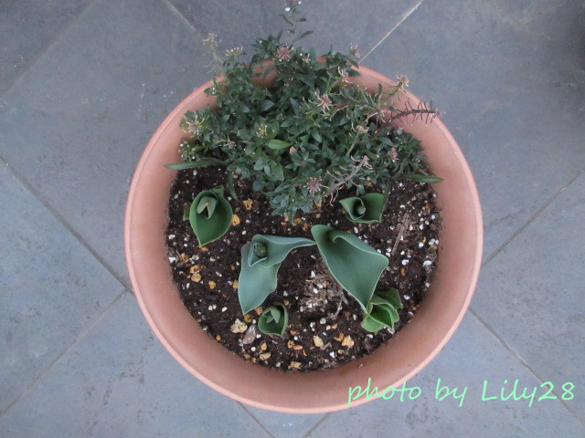 f:id:Lily28:20220402171924j:plain