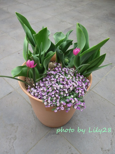 f:id:Lily28:20220402174013j:plain