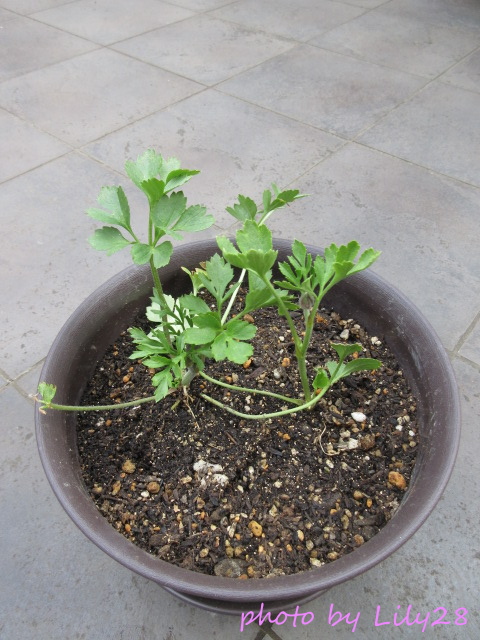 f:id:Lily28:20220413214702j:plain