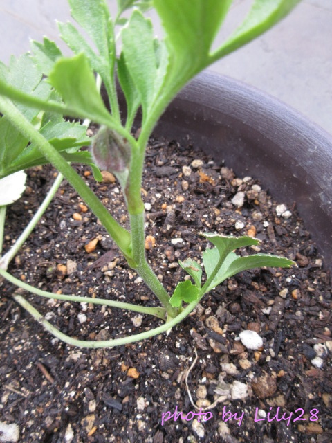 f:id:Lily28:20220413214805j:plain