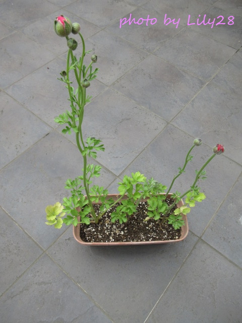 f:id:Lily28:20220413214847j:plain