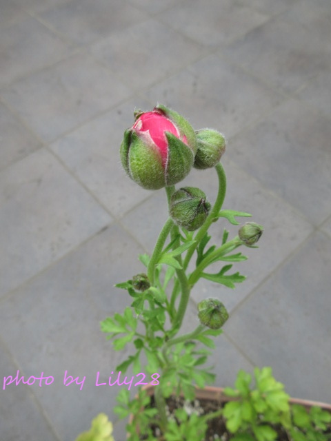 f:id:Lily28:20220413215157j:plain