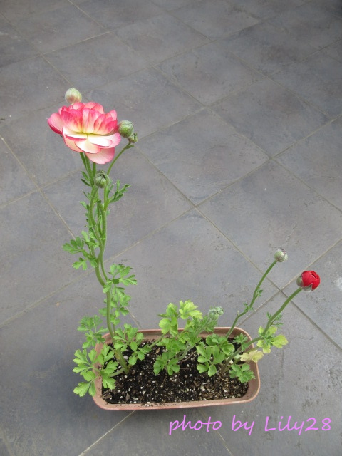 f:id:Lily28:20220413235538j:plain