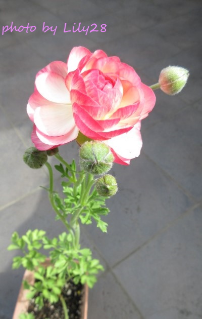 f:id:Lily28:20220413235552j:plain