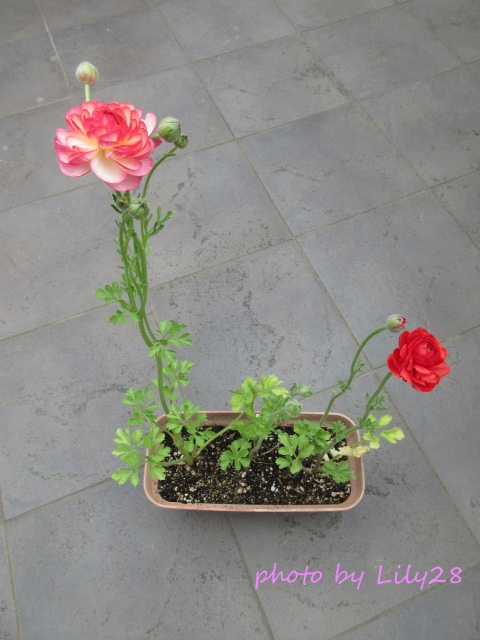 f:id:Lily28:20220413235624j:plain