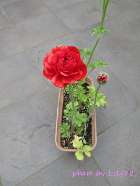 f:id:Lily28:20220413235635j:plain